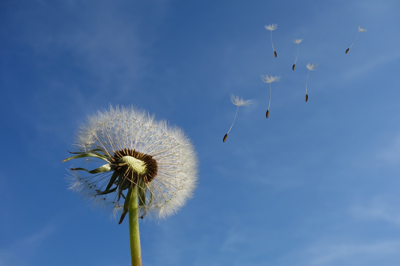 Dandelion USG