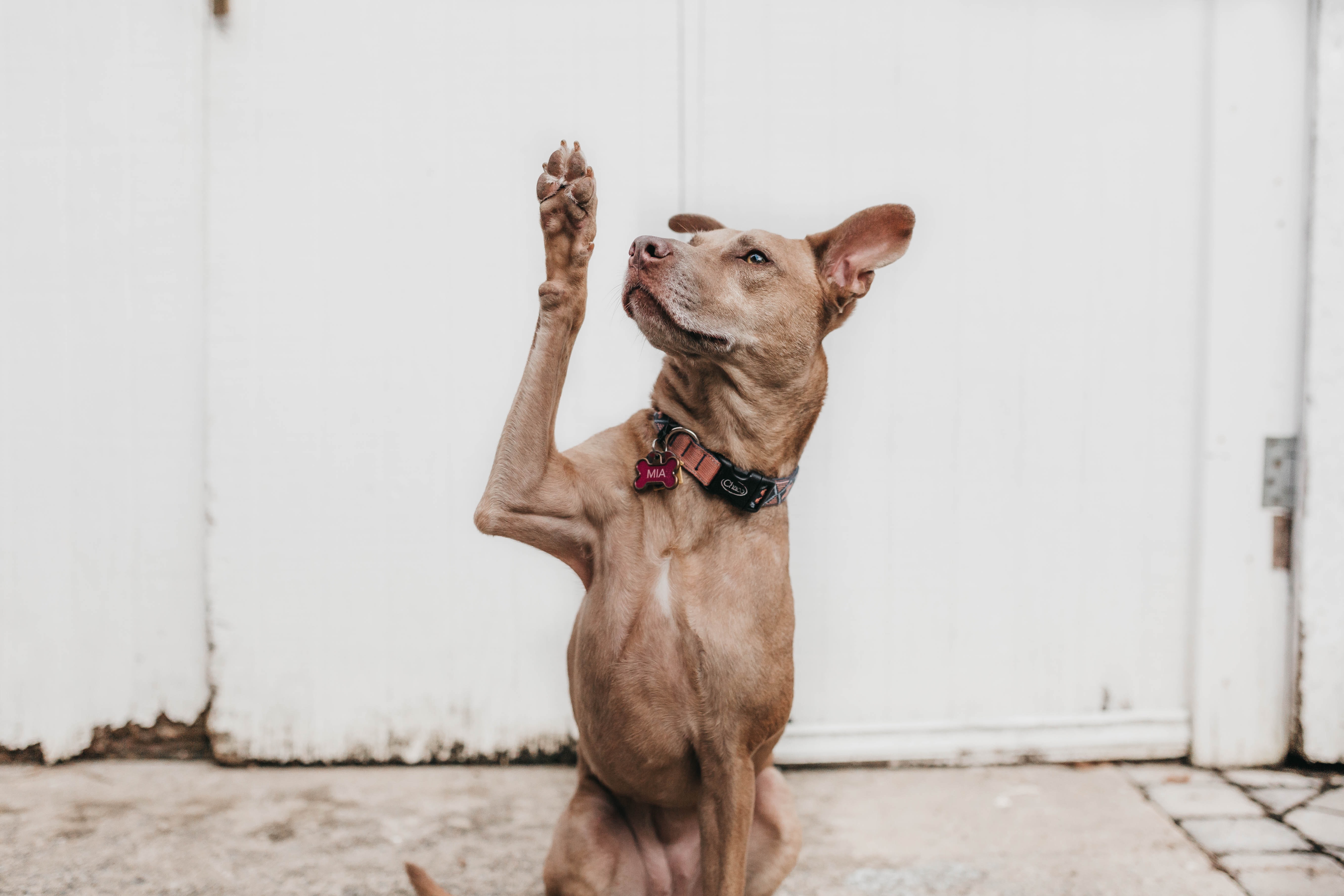 Seated great Dane dog raising his paw